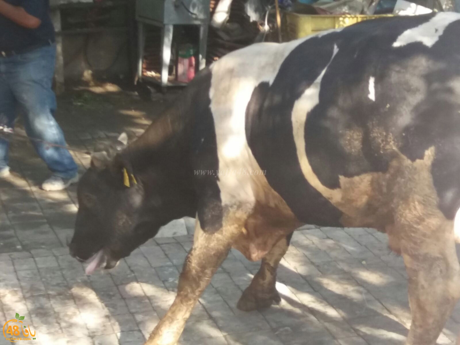 3jel jam3iya yaffa (2).jpg